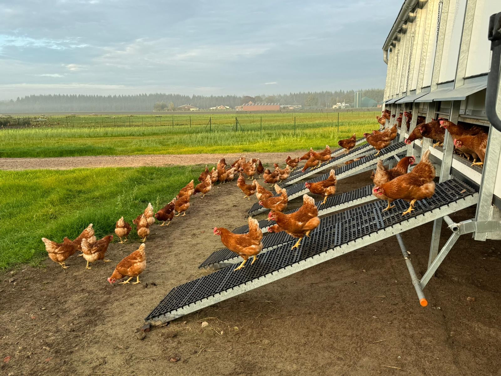 Braune Hühner verlassen über mehrere Rampen einen mobilen Hühnerstall auf einem Feld mit grünem Gras und weiter Landschaft im Hintergrund