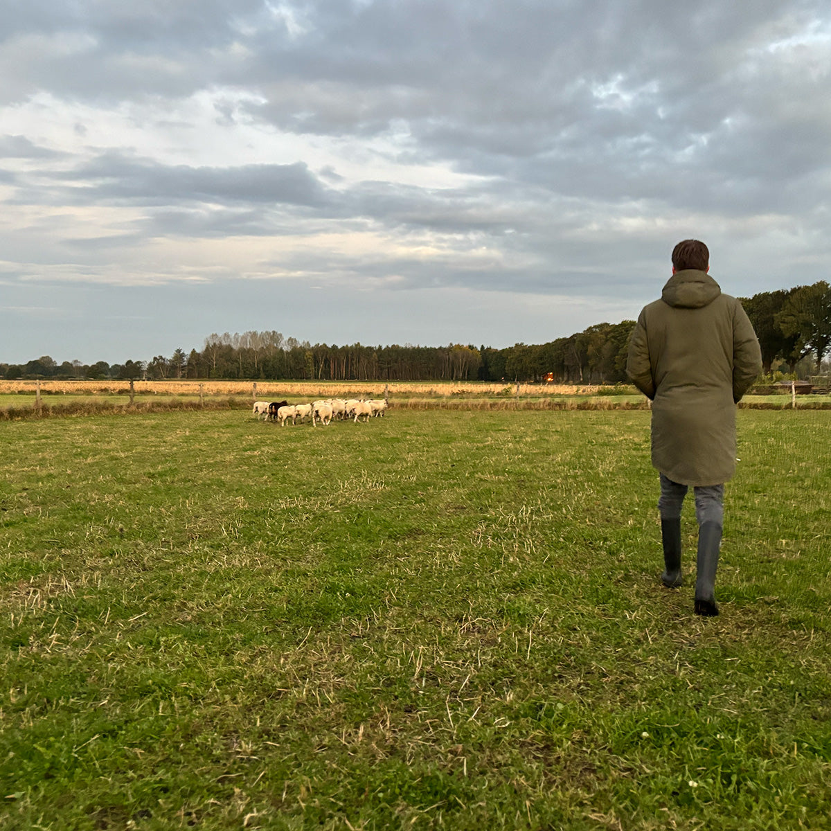 Bauer in grüner Jacke und Gummistiefeln geht über eine grüne Wiese zu einer kleinen Schafherde unter bewölktem Himmel