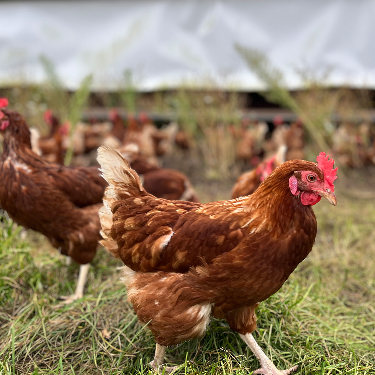 Braunes Huhn mit rotem Kamm läuft auf Gras, im Hintergrund weitere Hühner in Freilandhaltung