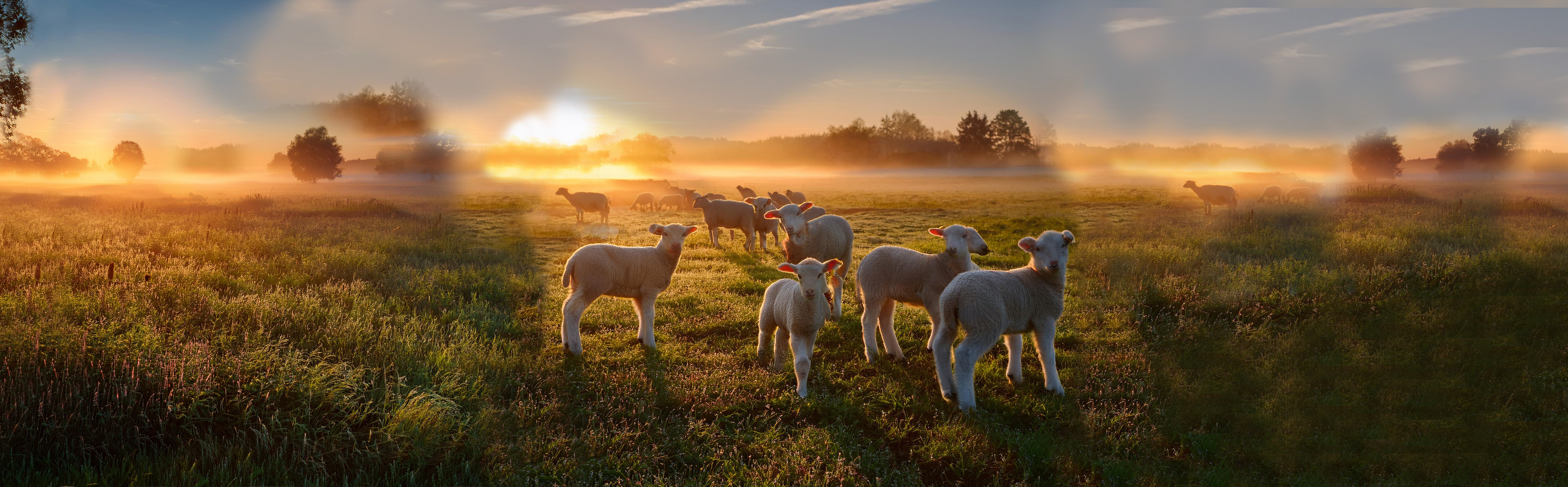 Lämmer auf einer grünen Wiese bei Sonnenaufgang mit Nebel und Bäumen im Hintergrund